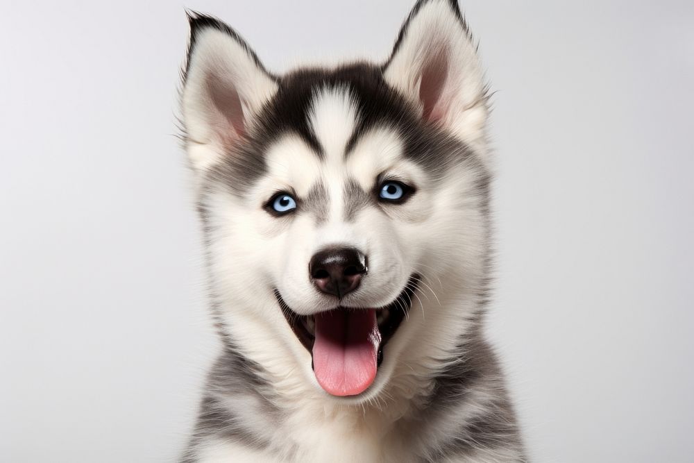 Mammal animal husky puppy. 