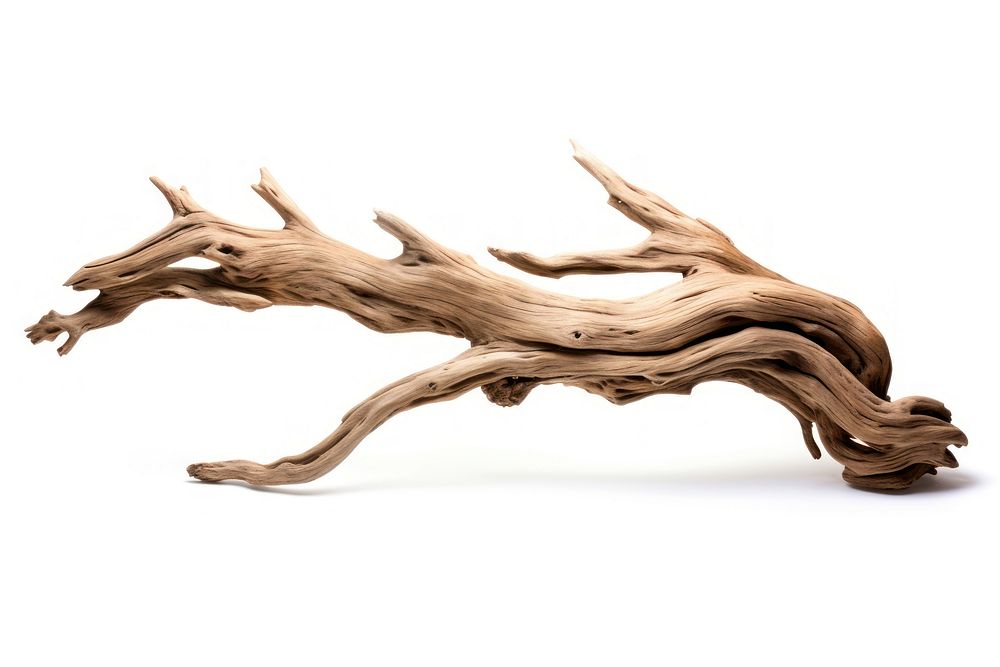 Driftwood branch white background kangaroo. | Premium Photo - rawpixel