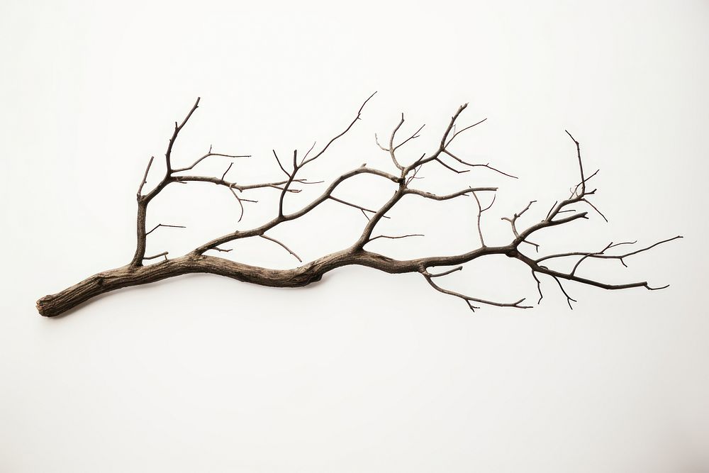Tree driftwood branch plant. AI generated Image by rawpixel.