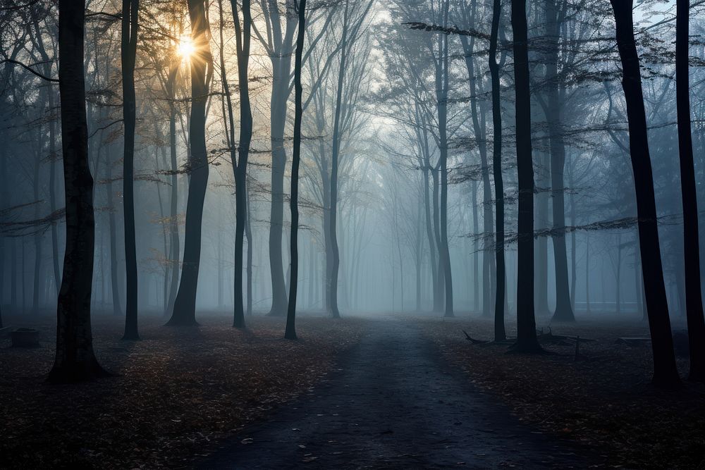 Forest fog landscape sunlight. AI generated Image by rawpixel.