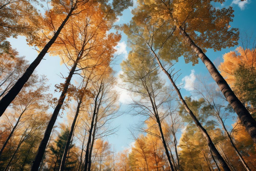 Forest sky landscape sunlight. AI generated Image by rawpixel.