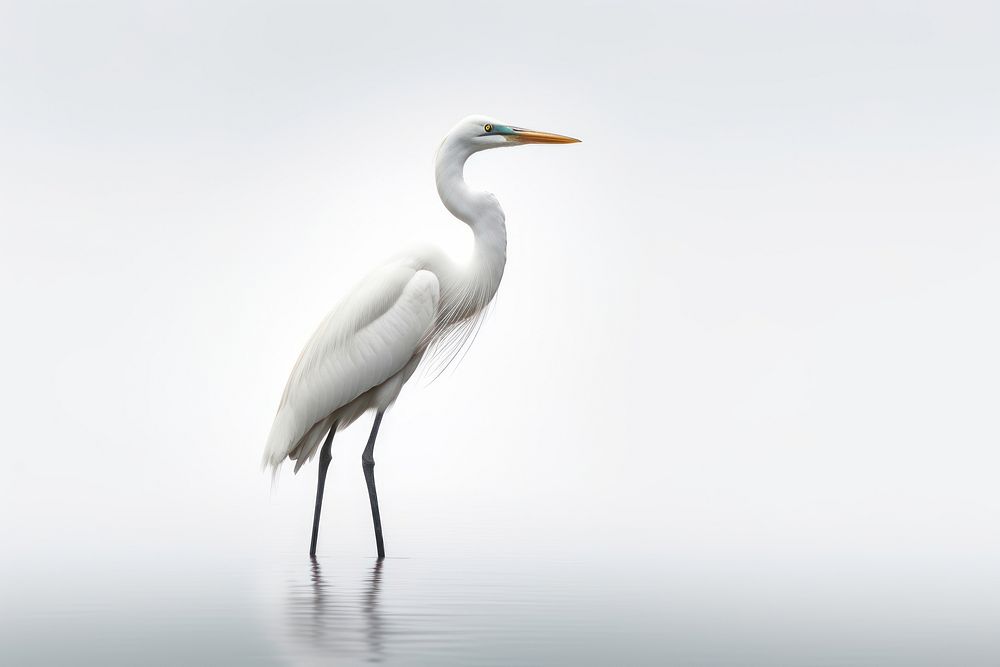 Animal heron white egret. AI generated Image by rawpixel.