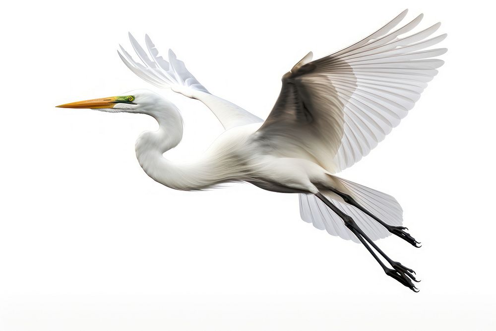 Animal flying heron white. 