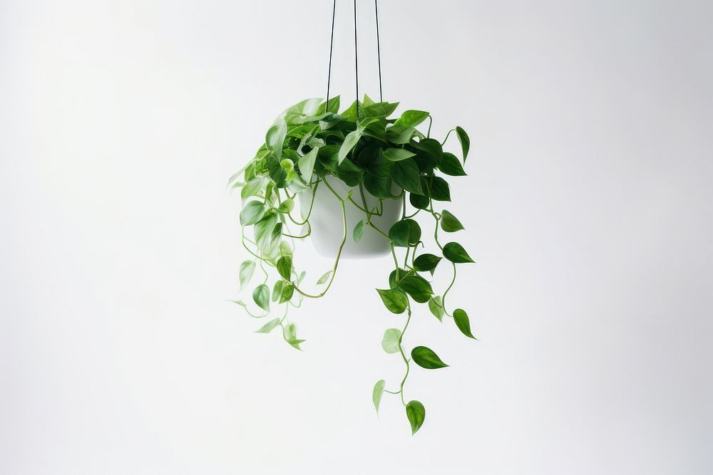 Plant hanging green leaf. AI generated Image by rawpixel.