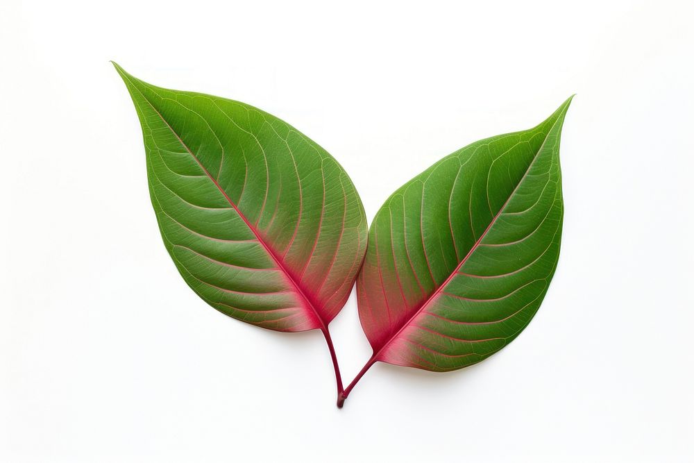 Leaf plant green red. AI generated Image by rawpixel.