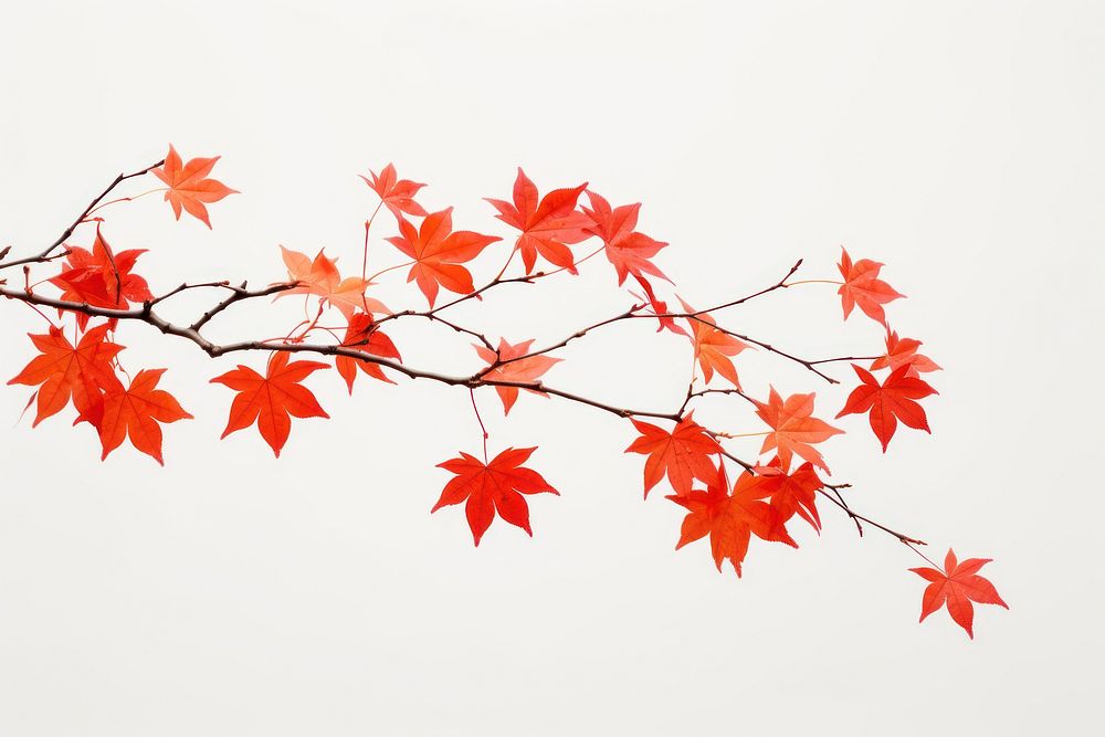 Maple tree branch plant. AI generated Image by rawpixel.