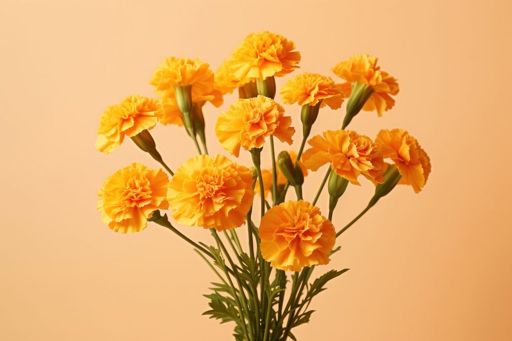 Marigold flower petal plant. 