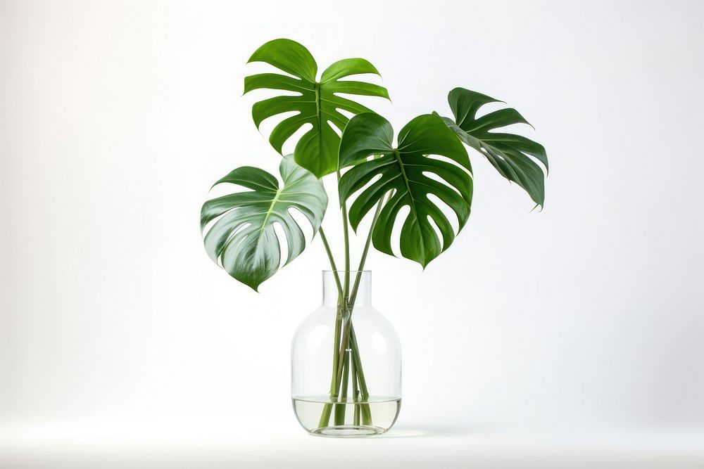 Plant glass leaf vase. 