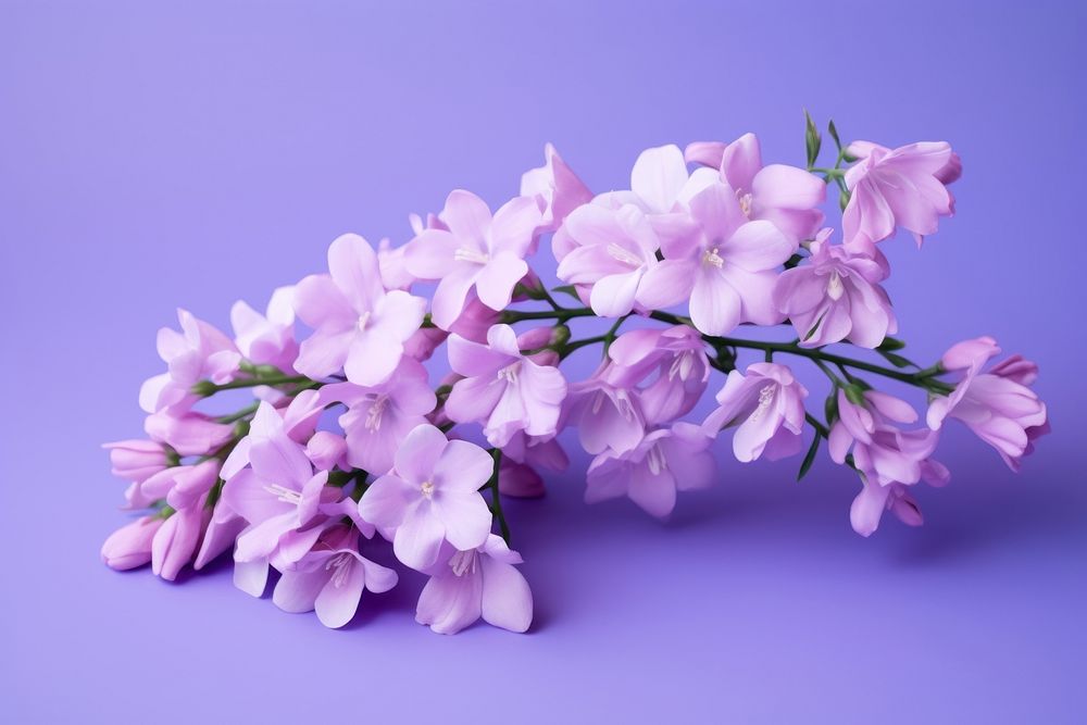 Blossom scented flower lilac. 