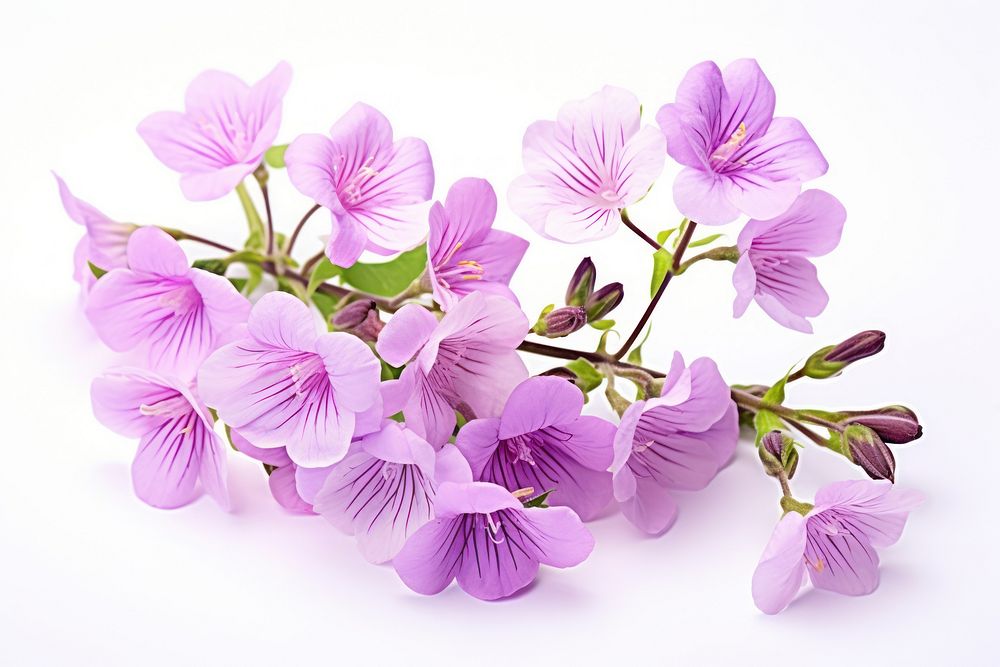 Blossom flower purple petal. AI generated Image by rawpixel.