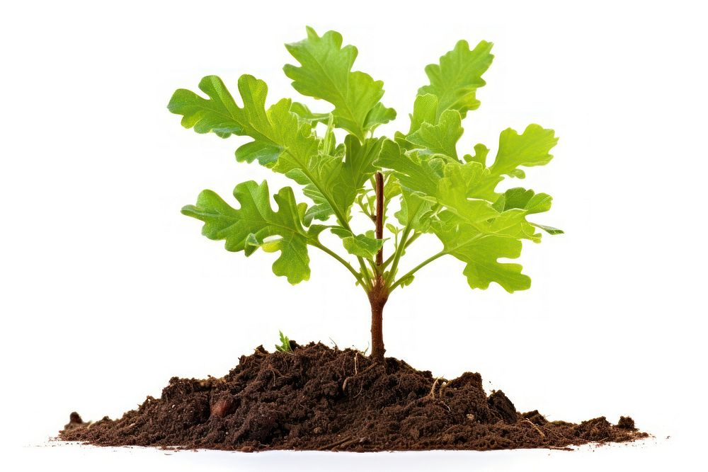 Sapling plant herbs leaf. AI generated Image by rawpixel.