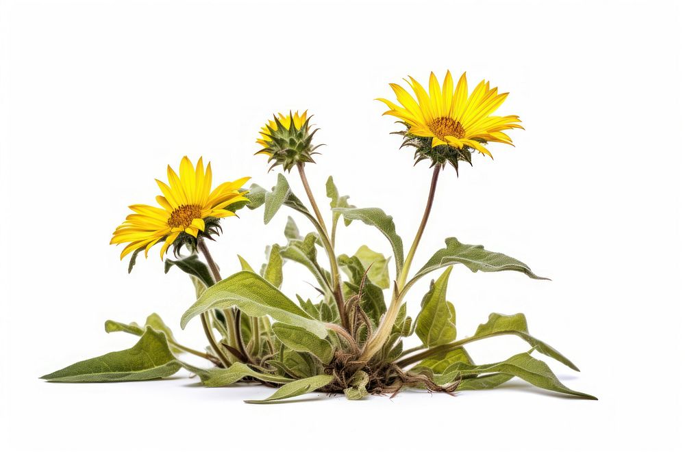 Rosinweed sunflower plant leaf. AI generated Image by rawpixel.