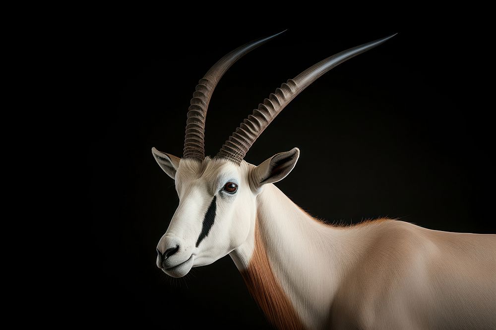 Wildlife animal mammal horned. AI generated Image by rawpixel.