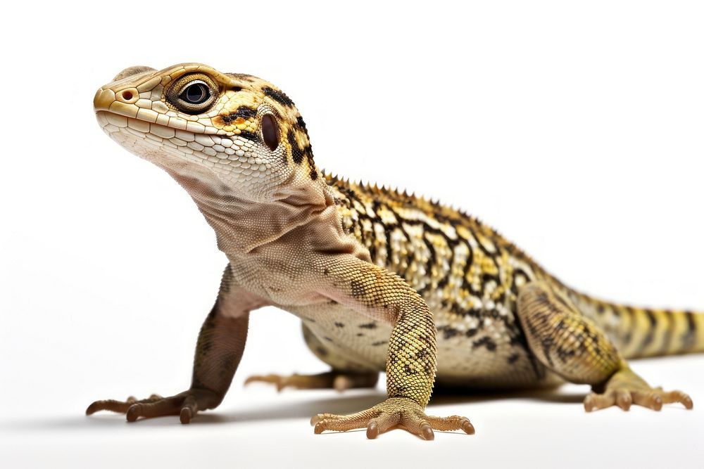 Sand lizard wildlife reptile animal. AI generated Image by rawpixel.