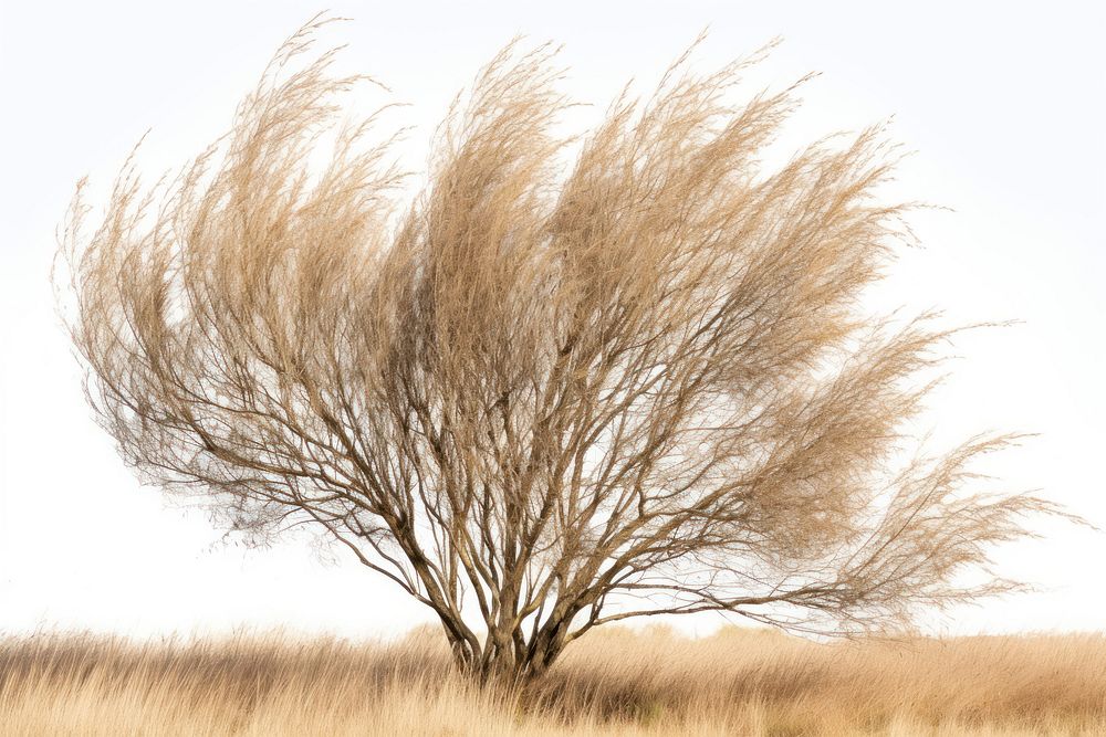 Tree outdoors plant grass. 