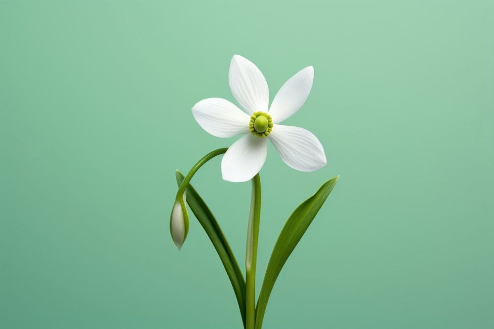 Flower petal plant amaryllidaceae. AI generated Image by rawpixel.