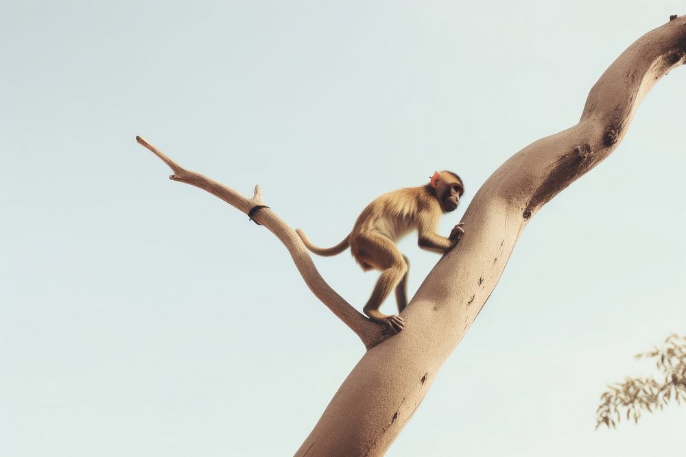 Monkey Wildlife Climbing Animal. Ai 