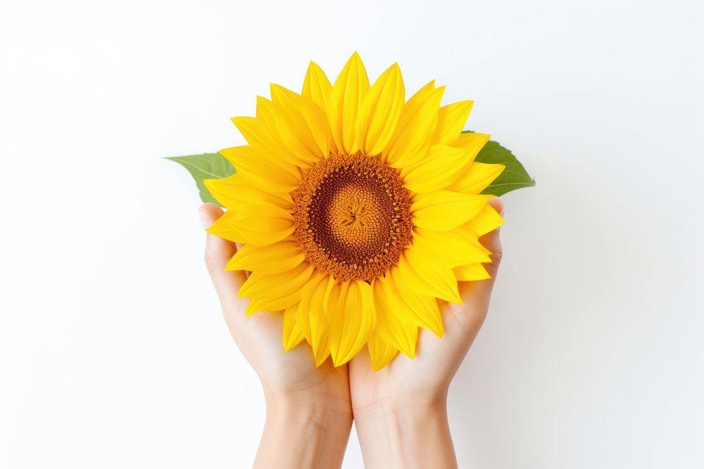 Sunflower female plant adult. AI generated Image by rawpixel.