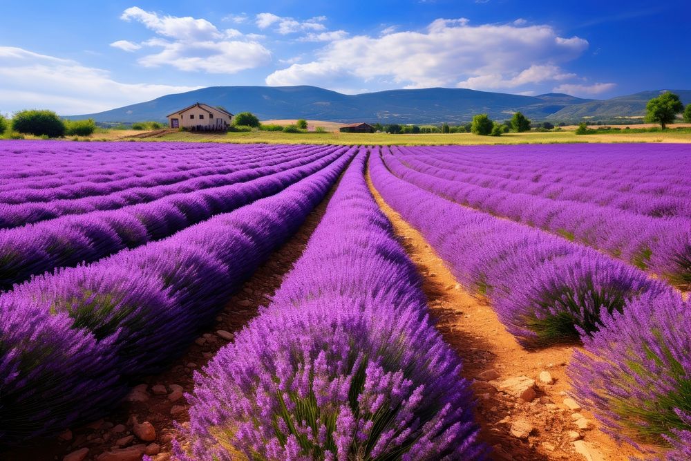 Lavender flower landscape outdoors. AI generated Image by rawpixel.