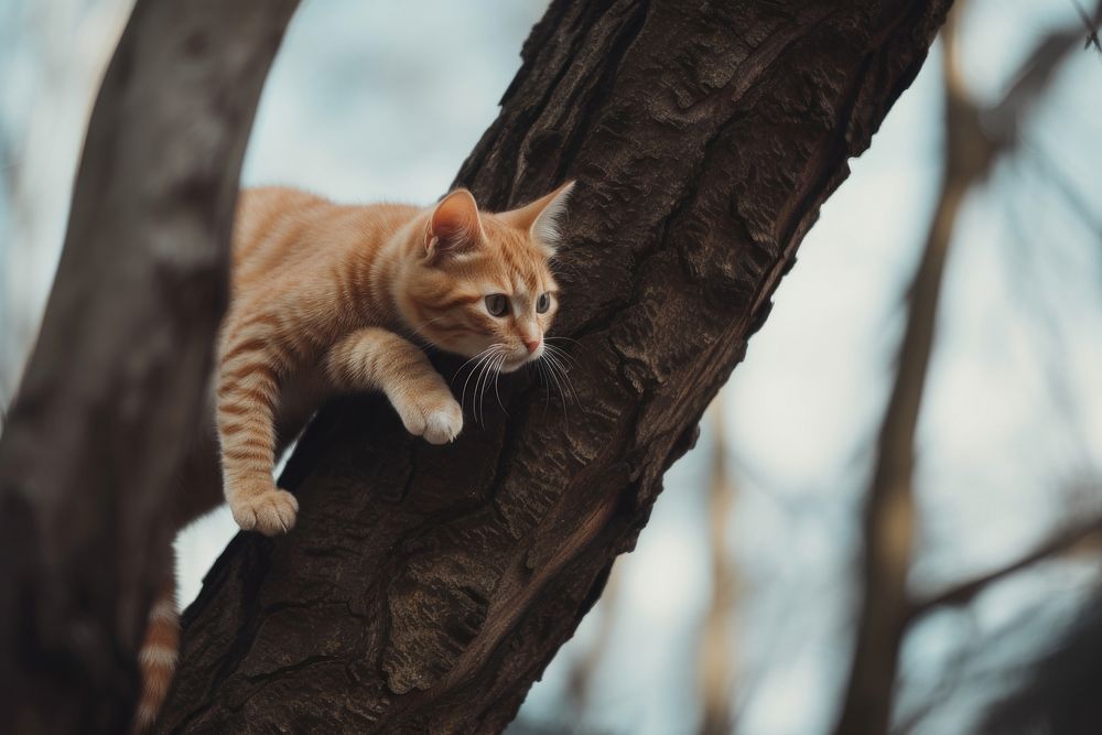 Animal mammal kitten tree. 