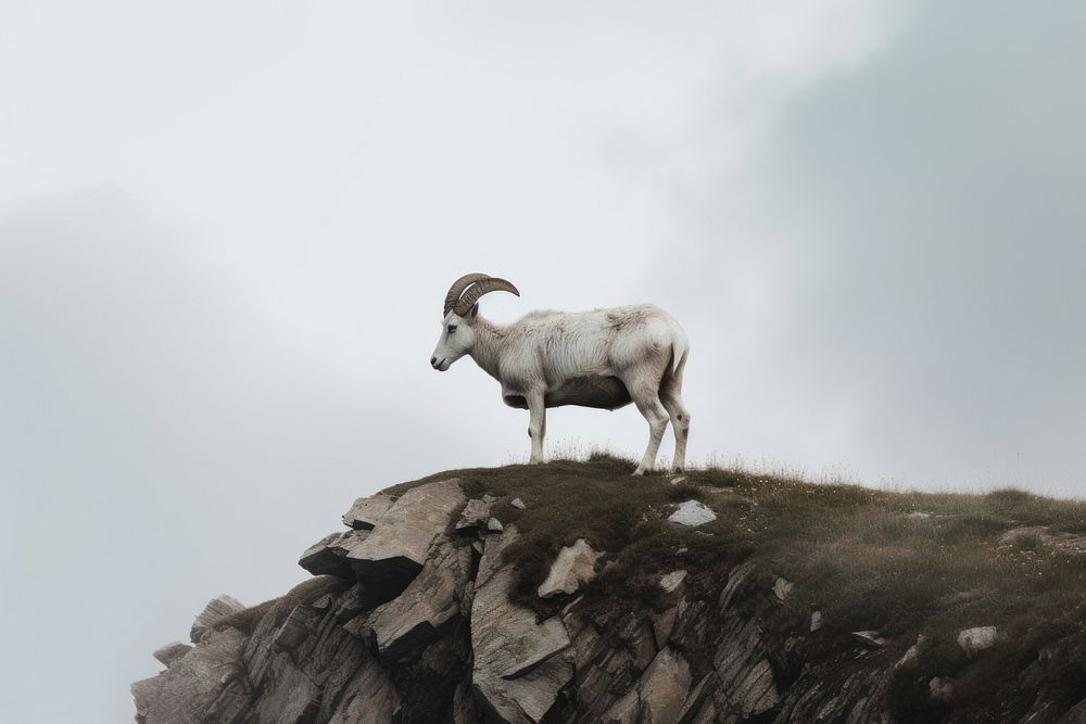 Sheep livestock wildlife mountain. AI generated Image by rawpixel.