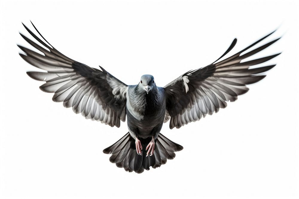 Pigeon animal flying bird. AI generated Image by rawpixel.