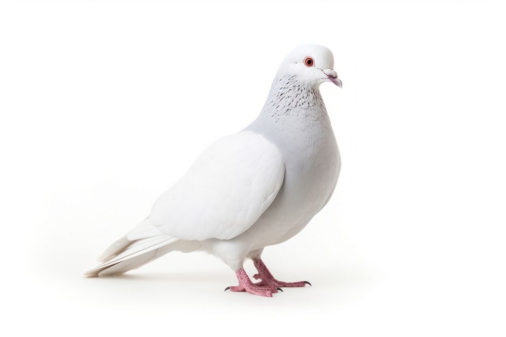 Pigeon animal white bird. AI generated Image by rawpixel.