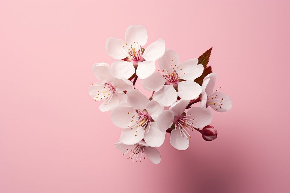 Blossom flower petal plant. AI generated Image by rawpixel.