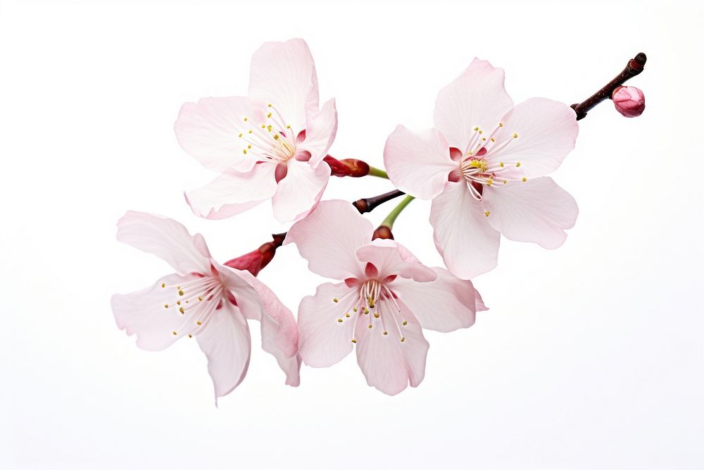Blossom flower nature plant. AI generated Image by rawpixel.