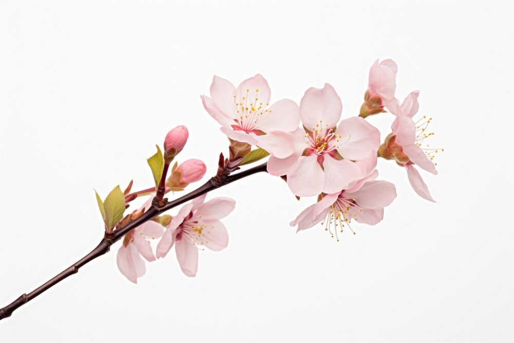 Blossom flower plant white background. AI generated Image by rawpixel.