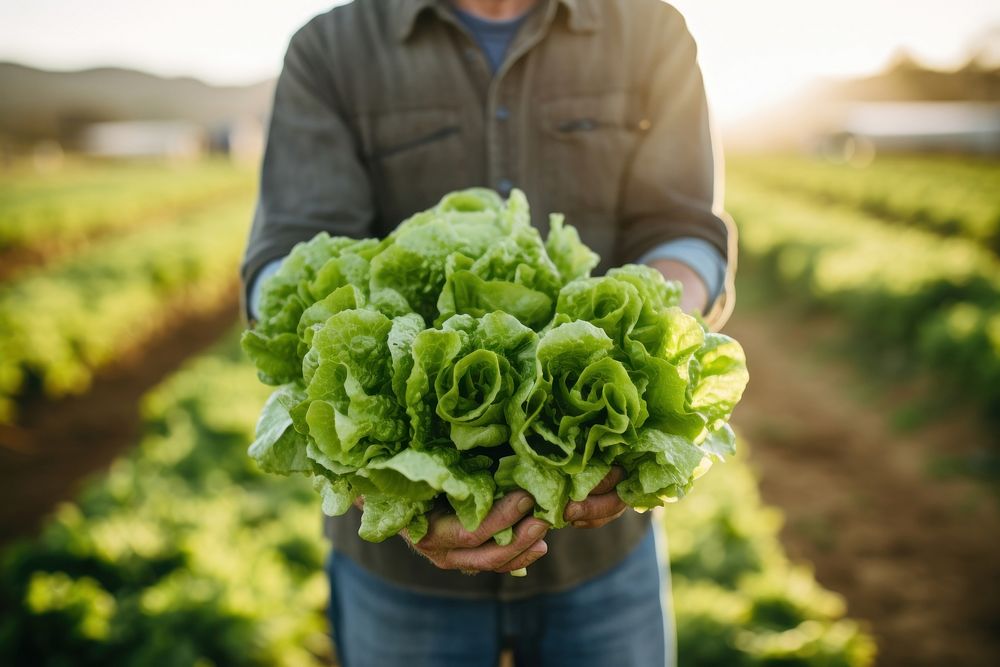 Vegetable lettuce holding farmer. AI generated Image by rawpixel.