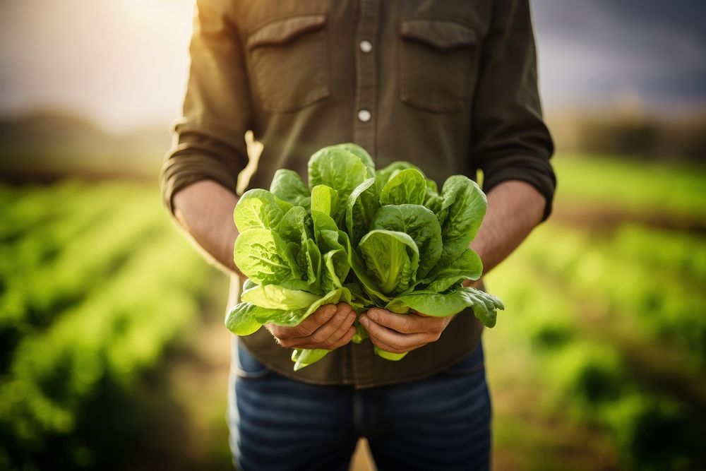 Vegetable lettuce holding farmer. AI generated Image by rawpixel.