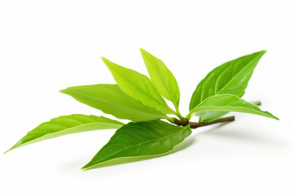 Green tea leaf plant white background. AI generated Image by rawpixel.