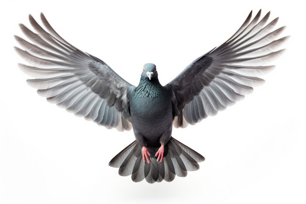Animal pigeon bird white background. AI generated Image by rawpixel.