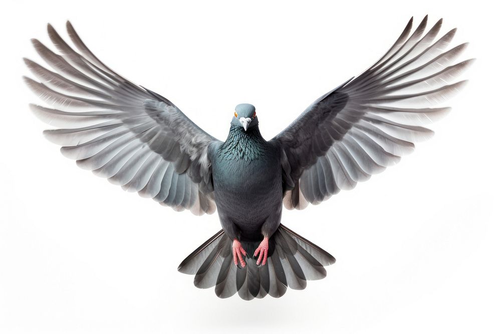 Animal pigeon bird white background. 