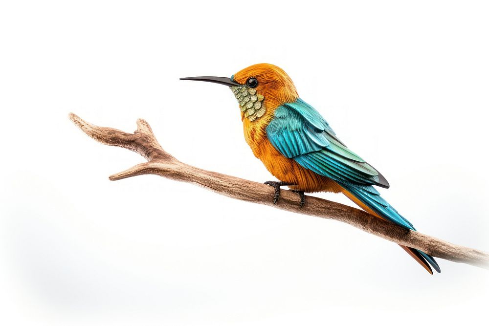 Bird hummingbird animal nature. AI generated Image by rawpixel.