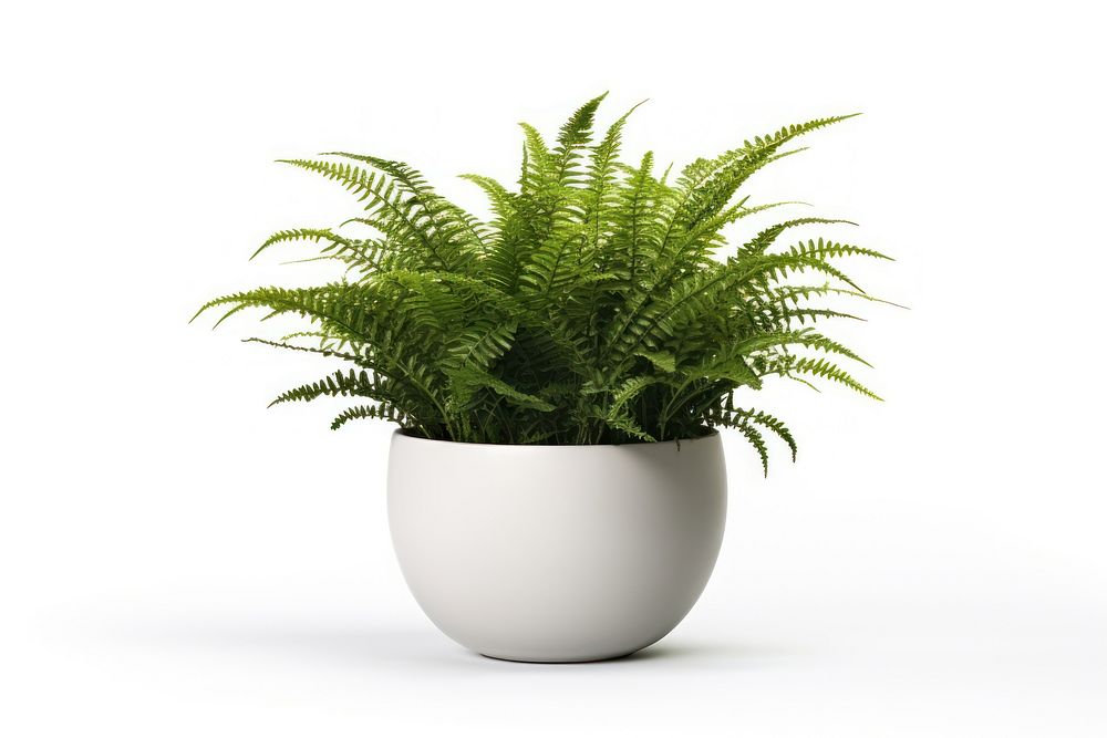 Fern plant vase white background. AI generated Image by rawpixel.