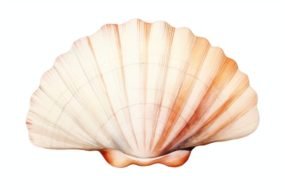 Seashell clam invertebrate shellfish. AI generated Image by rawpixel.