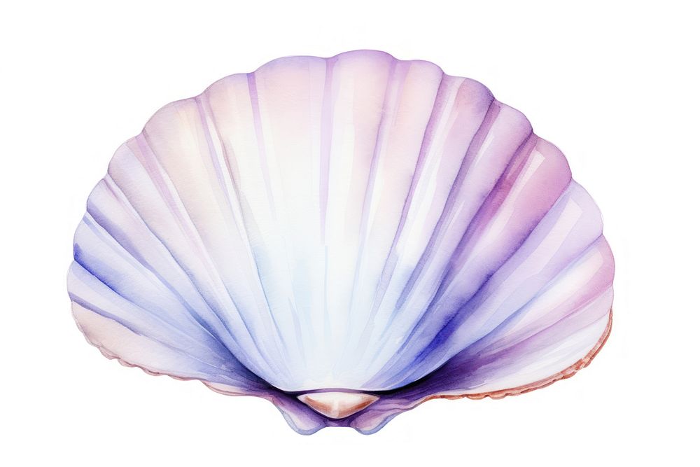 Clam seashell white background invertebrate. | Free Photo Illustration ...