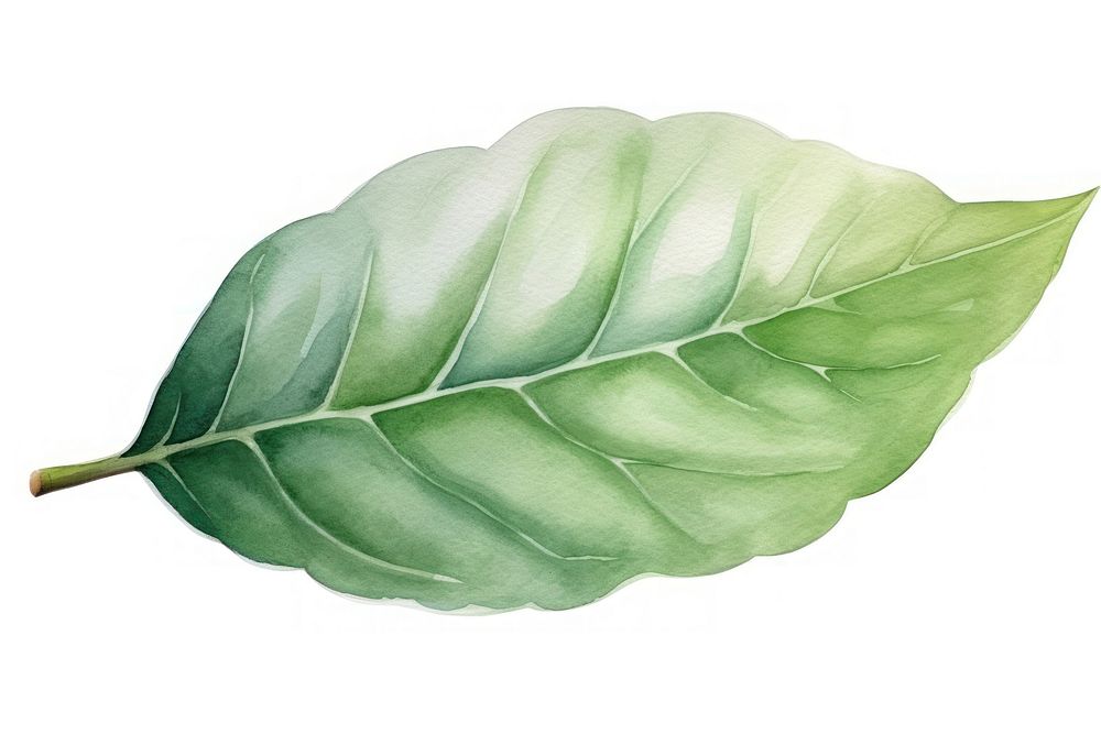 Leaf plant annonaceae freshness. AI generated Image by rawpixel.