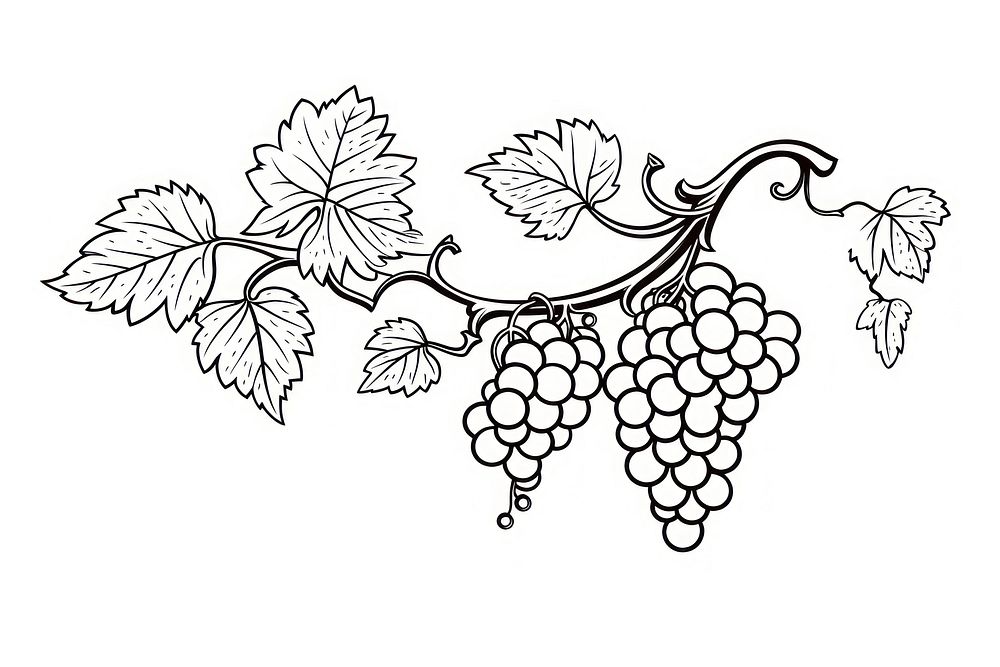 Drawing grapes sketch plant. AI generated Image by rawpixel.