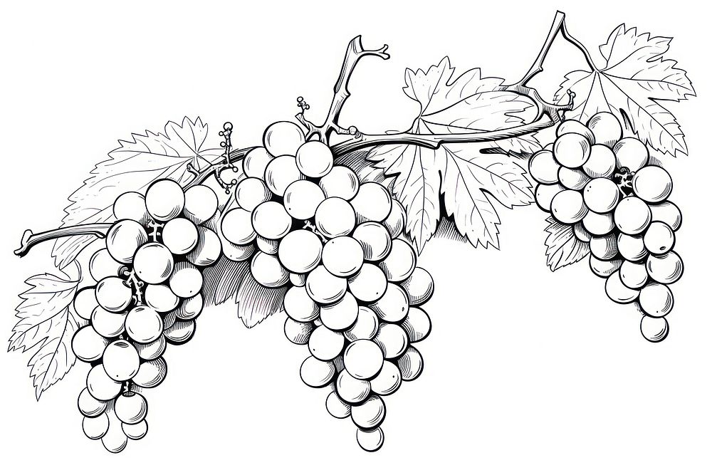 Grapes drawing plant monochrome. AI generated Image by rawpixel.