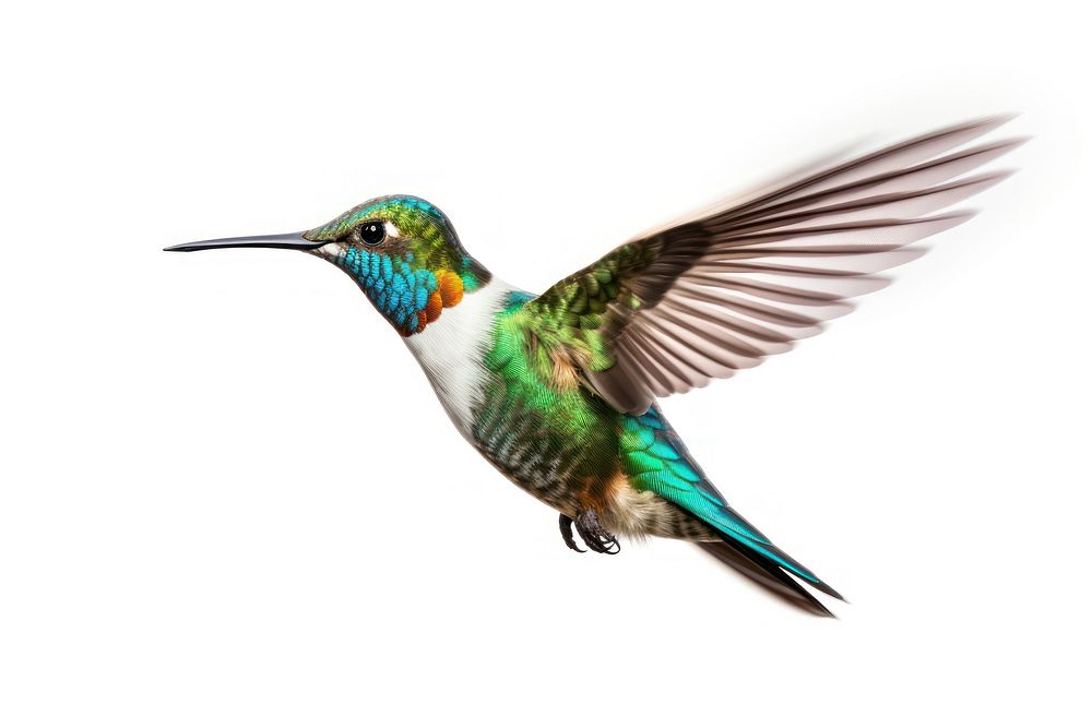 Hummingbird animal white background wildlife. AI generated Image by rawpixel.