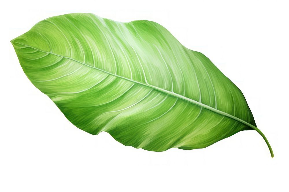 Leaf plant freshness nature. AI generated Image by rawpixel.