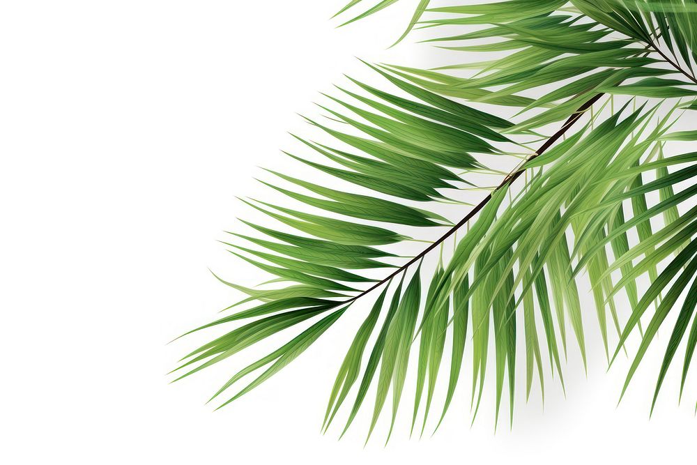 Palm tree leaves backgrounds outdoors nature. AI generated Image by rawpixel.