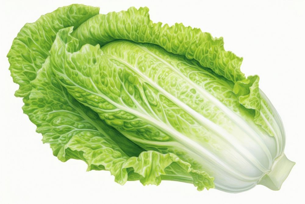 Vegetable lettuce plant food, digital paint illustration. AI generated image