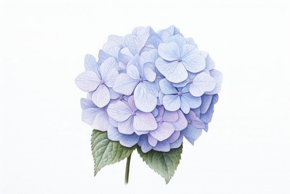 Flower hydrangea plant inflorescence. AI generated Image by rawpixel.