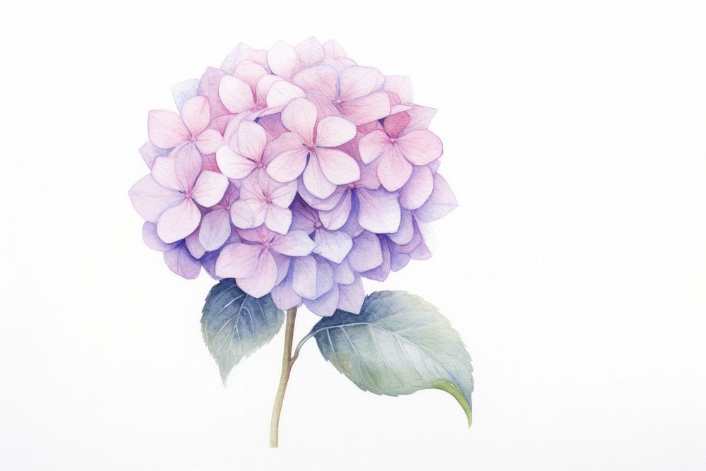 Flower hydrangea petal plant. AI generated Image by rawpixel.
