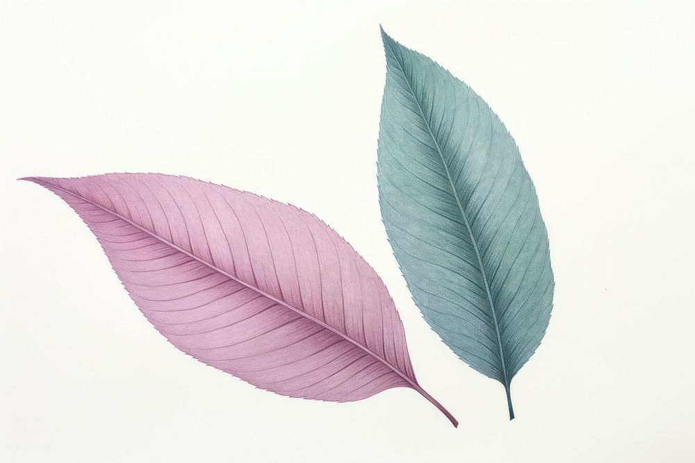 Plant leaf annonaceae fragility. AI generated Image by rawpixel.