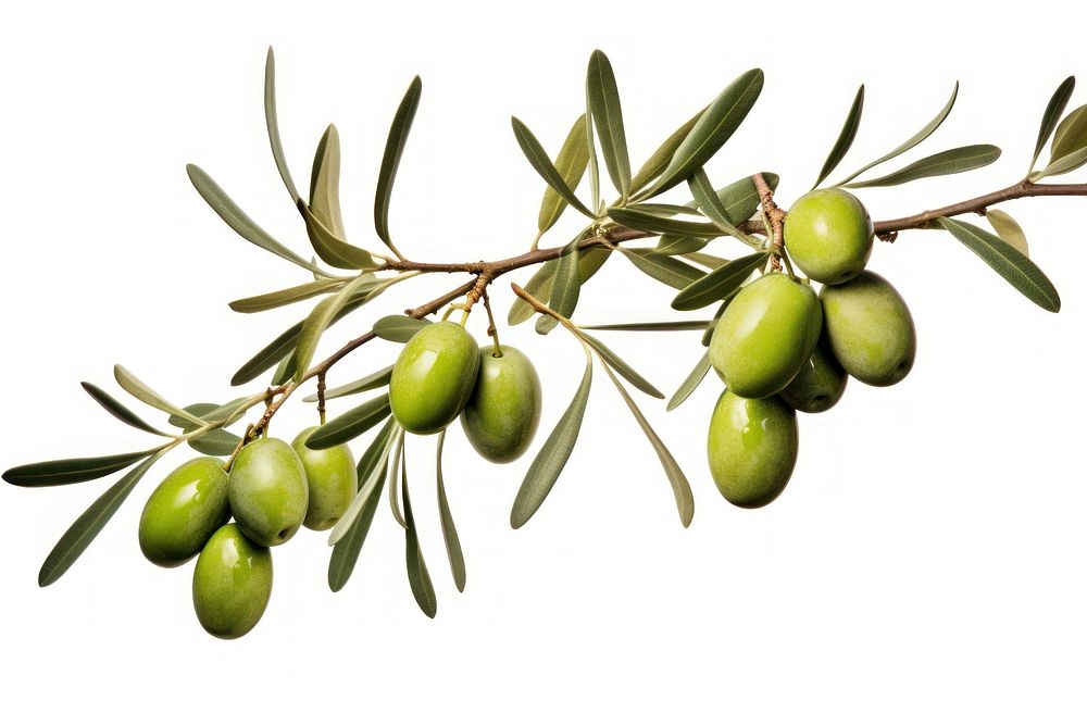 Branch plant olive leaf. AI generated Image by rawpixel.